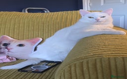 Domestic Shorthair cats for sale: Heartbreaking Rehome-18 month old Pure White Cat x - Image 8