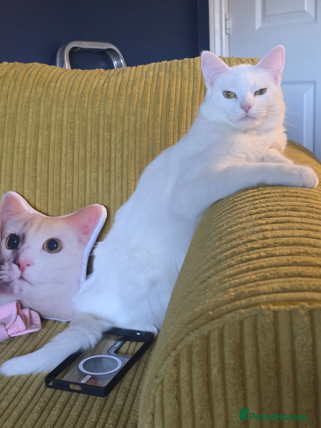 Domestic Shorthair cats for sale: Heartbreaking Rehome-18 month old Pure White Cat x - Image 8