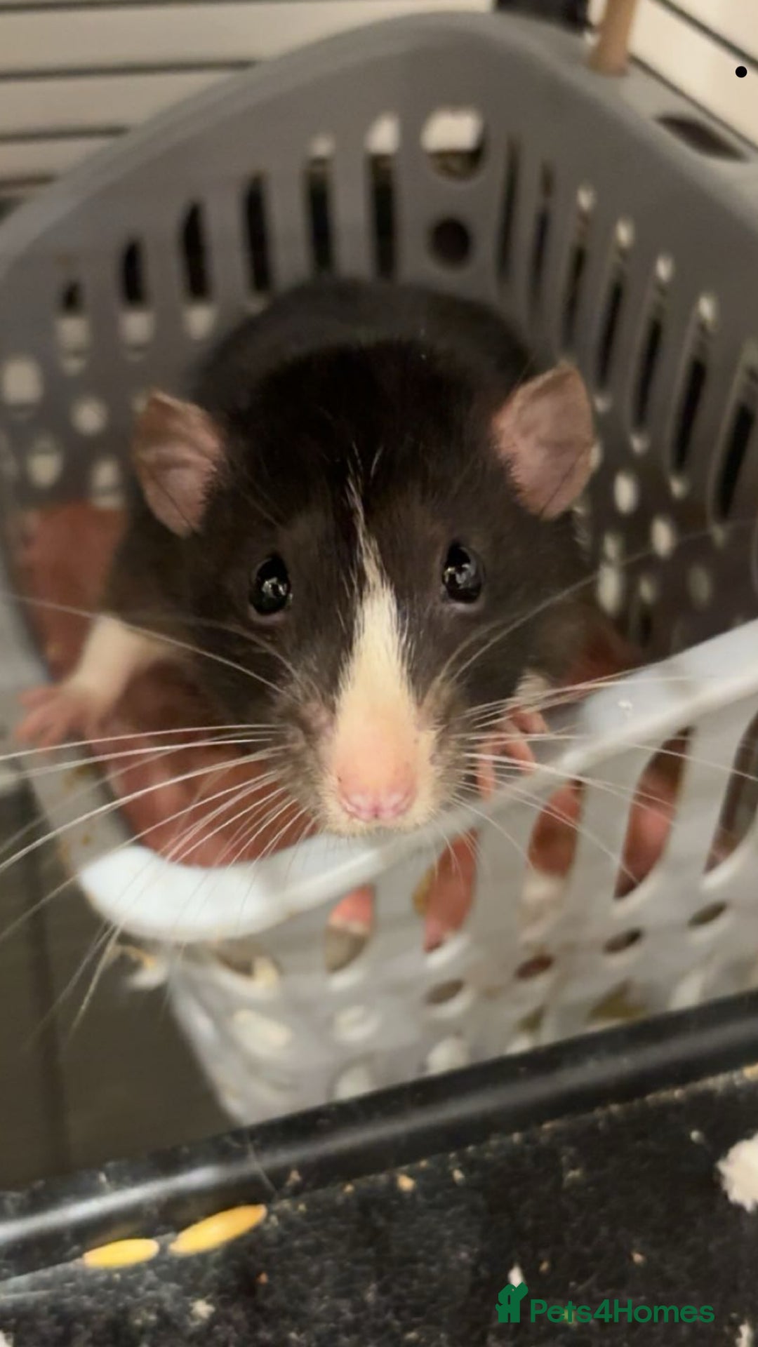 Rat rodents for sale: 2 male dumbo rats need rehoming!! - Image 2