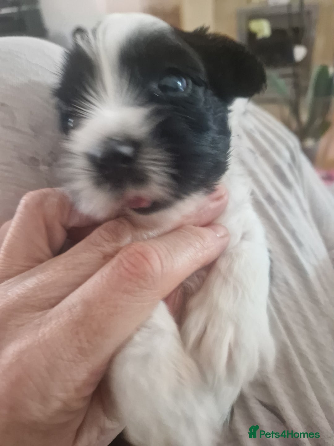 Tibetan Terrier dogs for sale: Pedigree KC reg Tibetan Terrier puppies in Cardiff - Image 15