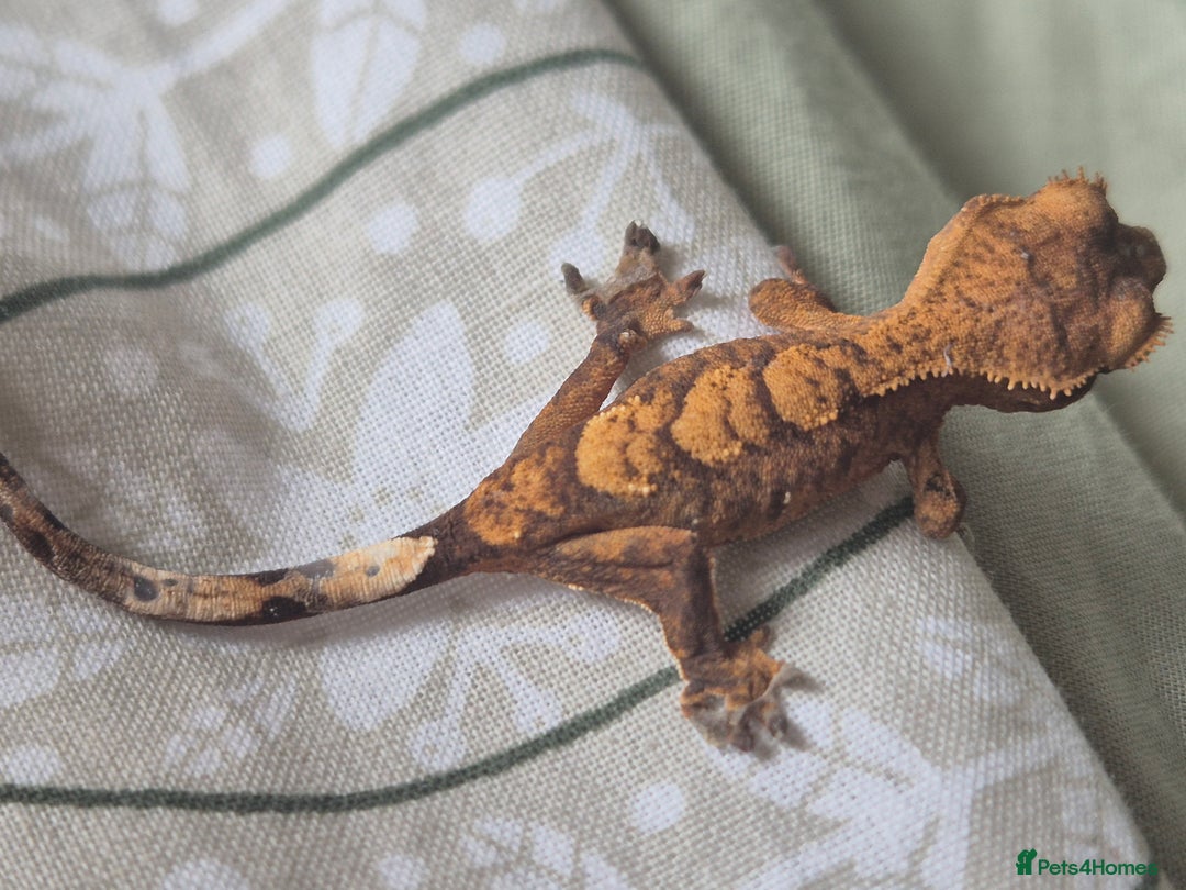 Gecko reptiles for sale: Beautiful Unsexed Crested Geckos ⬇️  - Image 12
