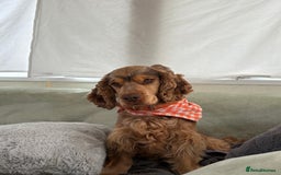 Cocker Spaniel dogs for sale: Arlo cocker spaniel show type  - Image 5