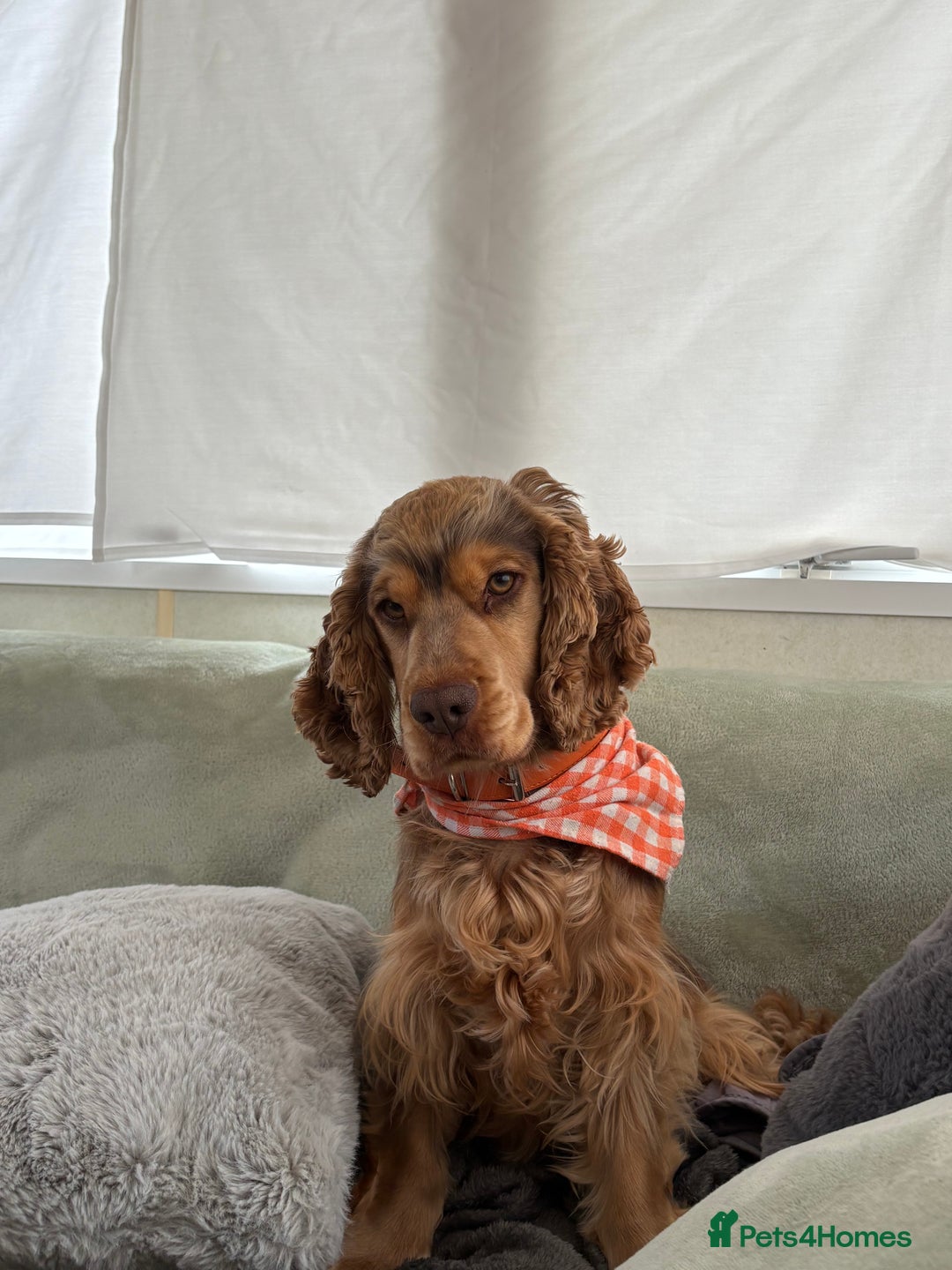 Cocker Spaniel dogs for sale: Arlo cocker spaniel show type  - Image 5