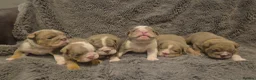 English Bulldog dogs for sale: ☆ showstopping stocky and Rare lilac tri pups ☆  - Advert 13