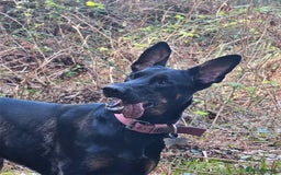 German Shepherd dogs for stud: Willow  - Advert 4