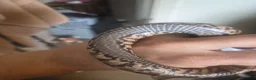 Rat Snake reptiles for sale: False water cobra - Advert 3