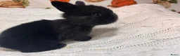 Mini Lion Lop rabbits for sale: 5 beautiful mini lion lops  - Advert 3