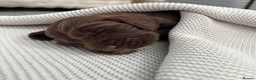 Cocker Spaniel dogs for sale: Puppys for sale in Ashford - Advert 4