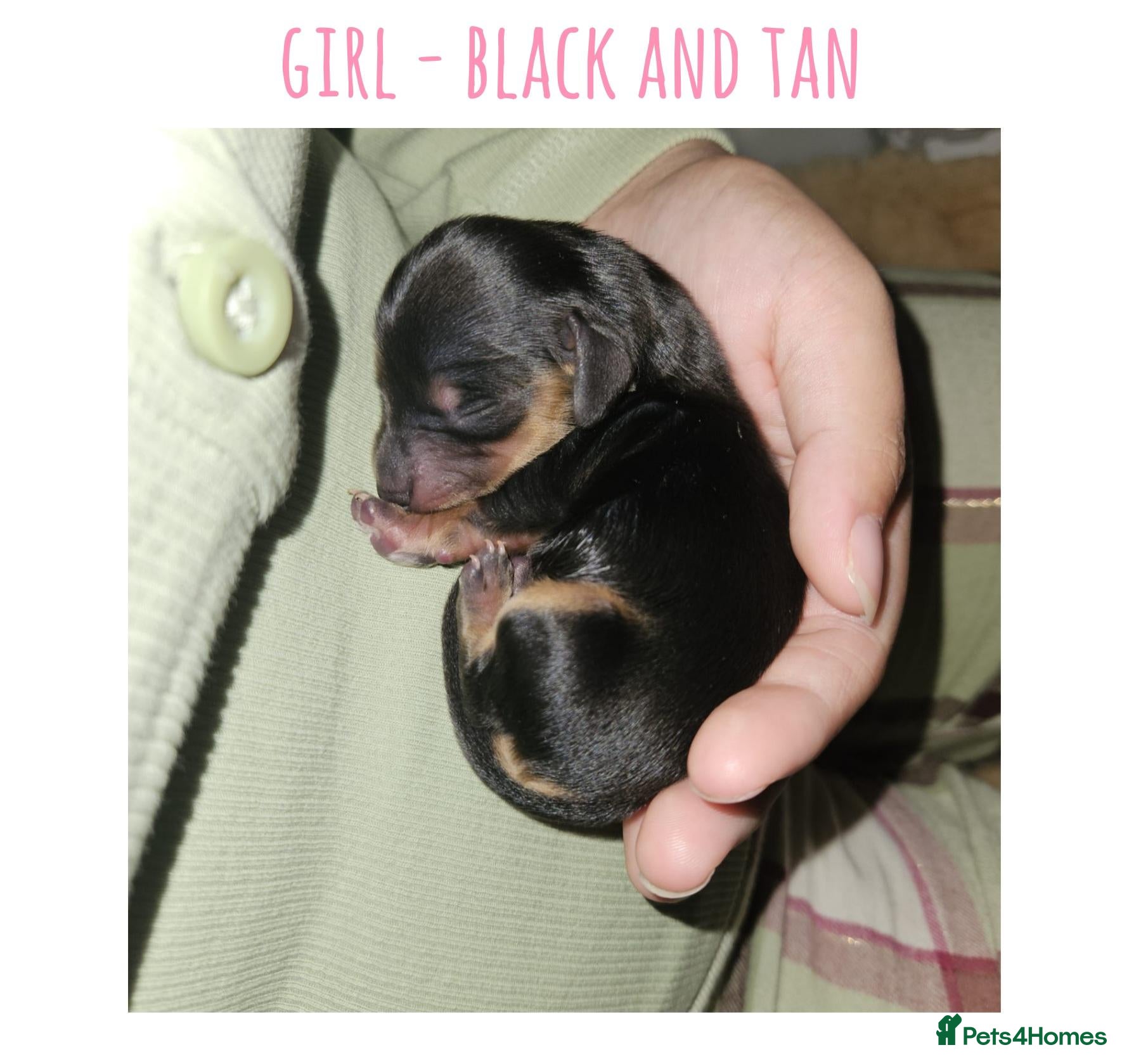 Miniature Dachshund dogs 7 miniature dachshund puppies  - Advert 8