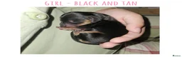 Miniature Dachshund dogs for sale: 7 miniature dachshund puppies  - Advert 1