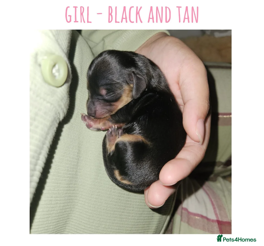 Miniature Dachshund dogs for sale: 7 miniature dachshund puppies  - Advert 1