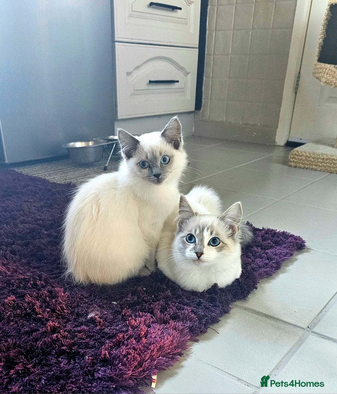 Ragdoll cats for sale: Champion dad Pedigree ragdolls GCCF  - Image 24