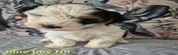 Mixed Breed dogs for sale: Ready now Yorkshire/Biewier terriers puppy's  - Advert 7