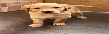 Golden Retriever Puppy 1