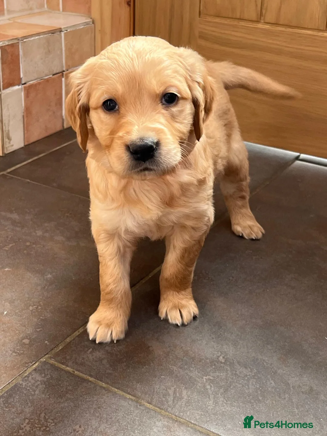 Golden Retriever dogs for sale: KC Registered Golden Retriever Puppies - Advert 2