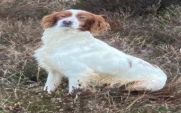Irish Setter dogs for sale: 17 month old Irish Red & White Male Setter - Image 4