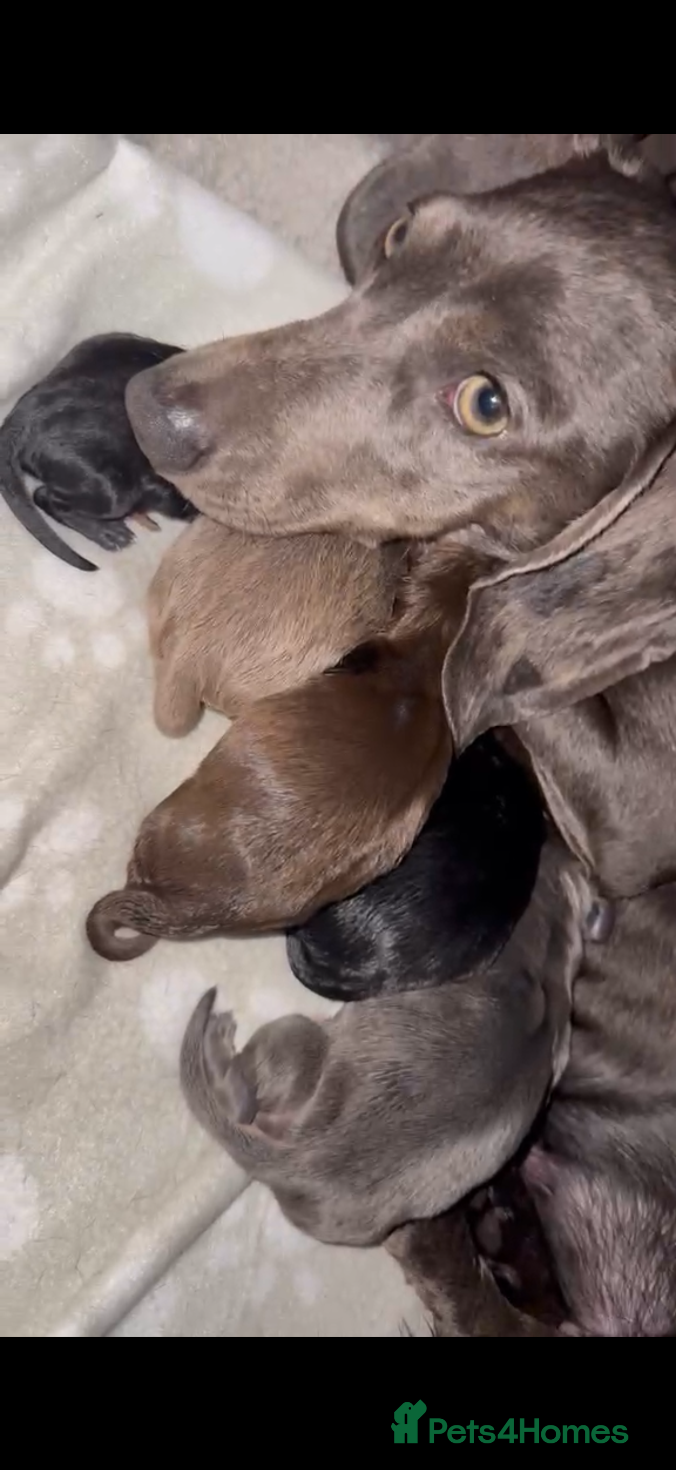 Miniature Dachshund dogs for sale: 5 Miniture dachshunds - Advert 1