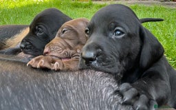 Mixed Breed dogs for sale: Vizlador x Weimaraner puppies - Image 27