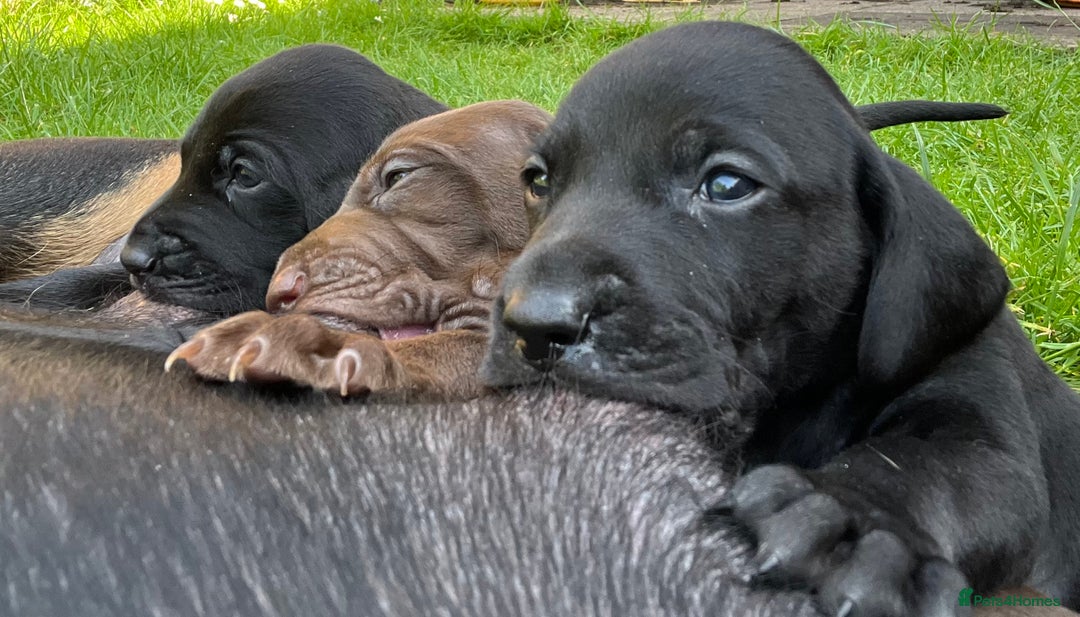 Mixed Breed dogs for sale: Vizlador x Weimaraner puppies - Image 27