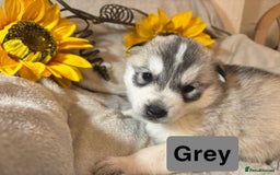 Utonagan dogs for sale: 8 Huskey malamutes  - Image 3