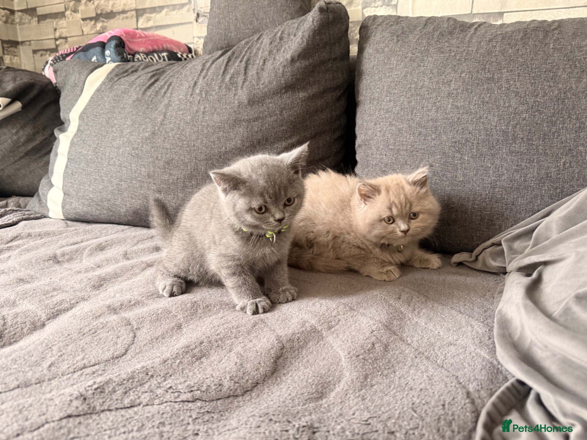 British Shorthair cats Left 2 adorable British shorthair kittens!!!… - Advert 1