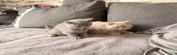 British Shorthair cats for sale: Left 1 female fluffy British shorthair kitty!!!… - Advert 4