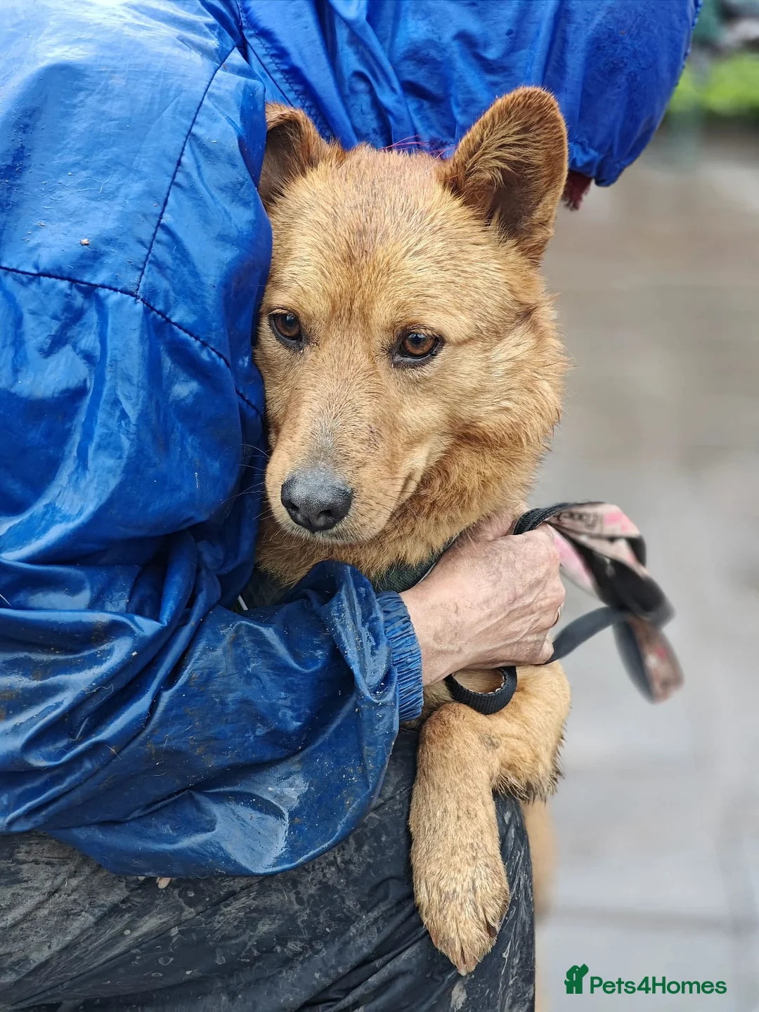 Mixed Breed dogs for adoption: 💙🐶 RICHIE – AFTER EVERYTHING… HE TRUSTS in Burton-on-Trent - Advert 19