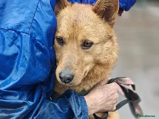 Mixed Breed dogs 💙🐶 RICHIE – AFTER EVERYTHING… HE TRUSTS - Advert 5