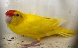 Parakeets birds for sale: Hen kakariki Cinnamon Blue & Buttercup - Image 5