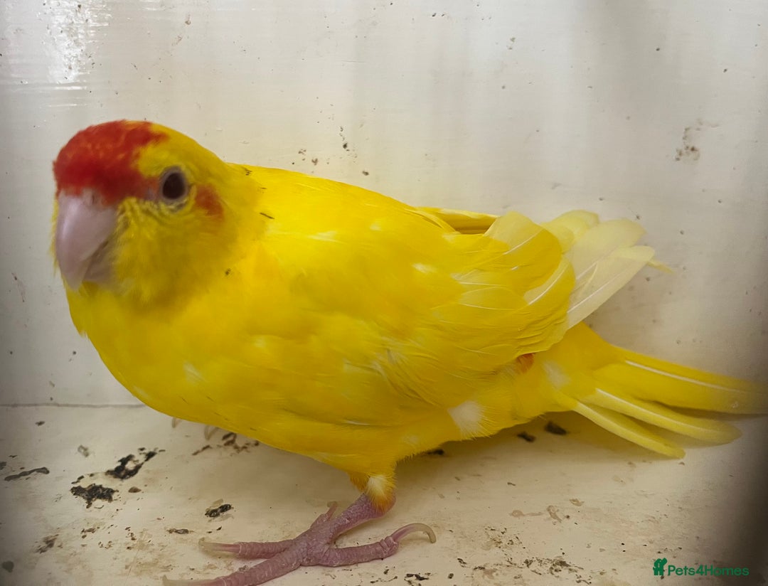 Parakeets birds for sale: Hen kakariki Cinnamon Blue & Buttercup - Image 5