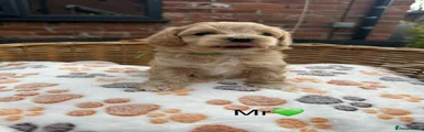 Maltipoo 4
