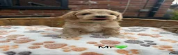 Maltipoo dogs for sale: Outstanding Maltipoo F1 puppies in Whitchurch - Advert 12