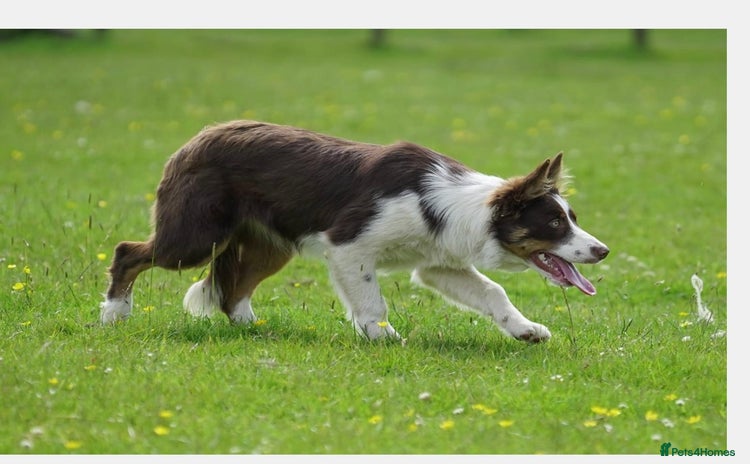 Border Collie dogs - Advert 1