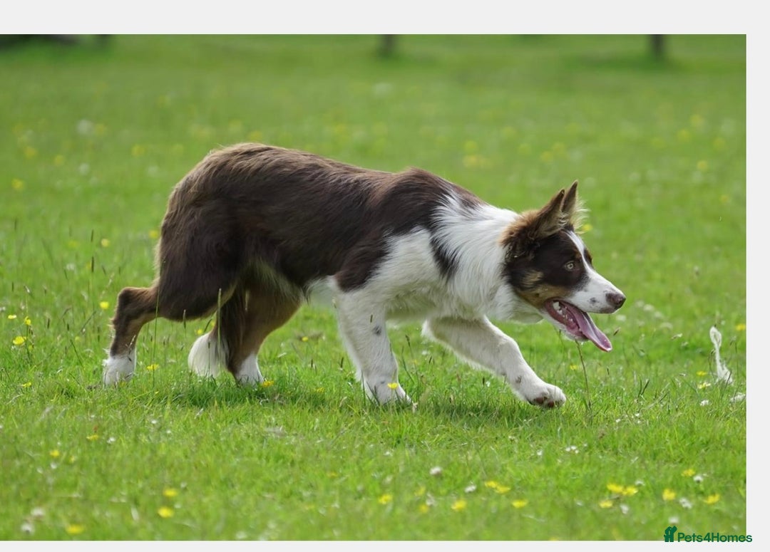 Border Collie dogs for sale: Sweet natured, biddable youngster for pet home - Image 1