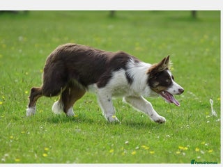 Border Collie dogs - Advert 3