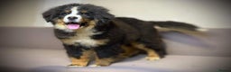 Bernese Mountain Dog dogs for sale: Bernese Mountain Dog Puppies  - Advert 1