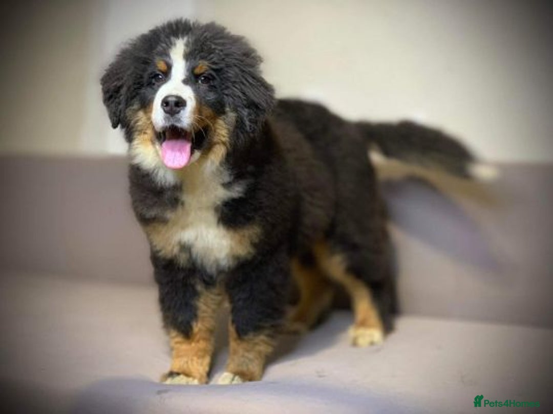 Bernese Mountain Dog dogs for sale: Bernese Mountain Dog Puppies  - Advert 1