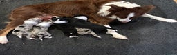 Border Collie dogs for sale: Border collie puppies  - Advert 1