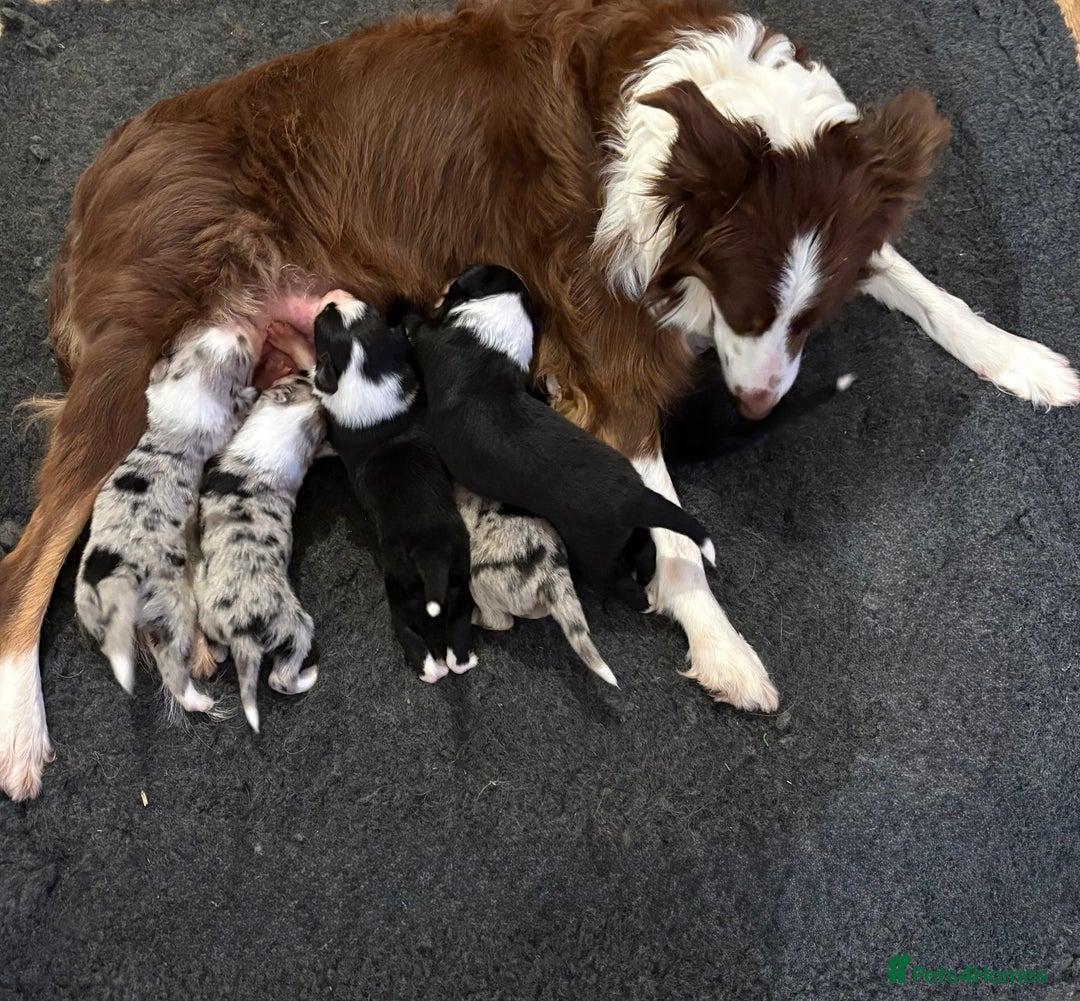 Border Collie dogs for sale: Border collie puppies  - Advert 1