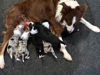 Border Collie dogs Border collie puppies - Advert 5