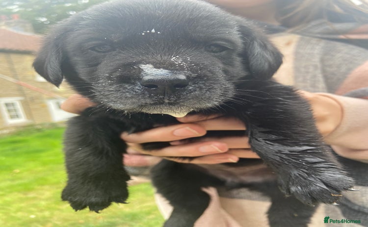 Labrador Retriever dogs for sale - Advert 3