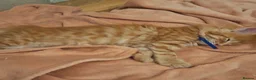 Maine Coon cats for sale: 😻😻😻😻 Maine Coon Kittens Ready Soon Red Tabby F - Advert 21
