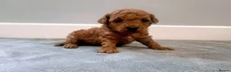 Mixed Breed dogs for sale: 🐩Asian Line Poodles-Fox Red, Apricot 🐩  - Advert 12