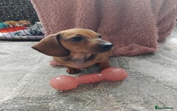 Miniature Dachshund dogs for sale: Minature dachshund male puppie - Image 4