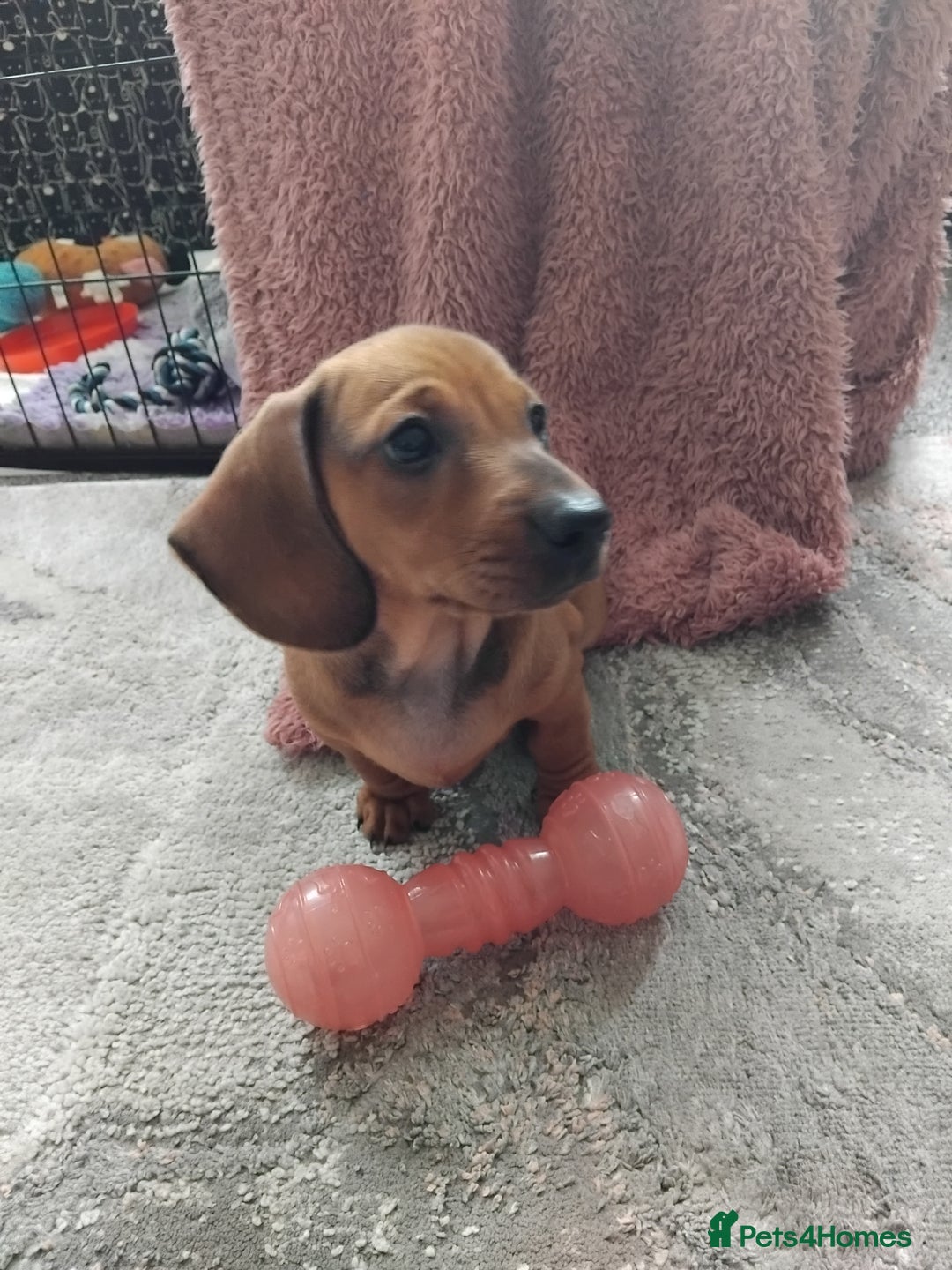 Miniature Dachshund dogs for sale: Minature dachshund male puppie - Image 4