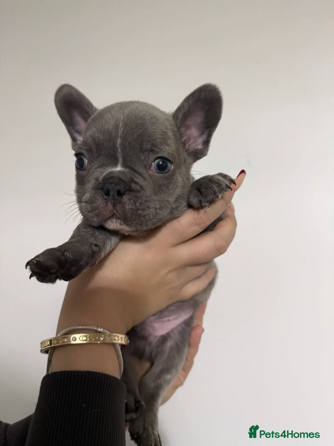 French Bulldog dogs for sale: Quality french bulldogs for sale - Advert 8