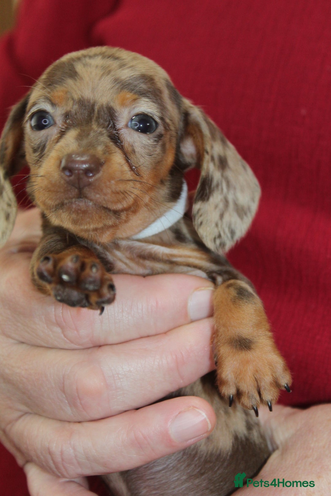 Miniature Dachshund dogs for sale: 🐶✨Smallest mini KC stunning litter ✨🐶 - Image 9