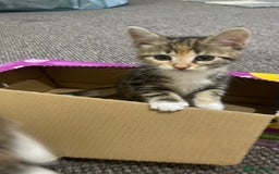 European cats for sale: Adorable kittens for sale  - Image 10
