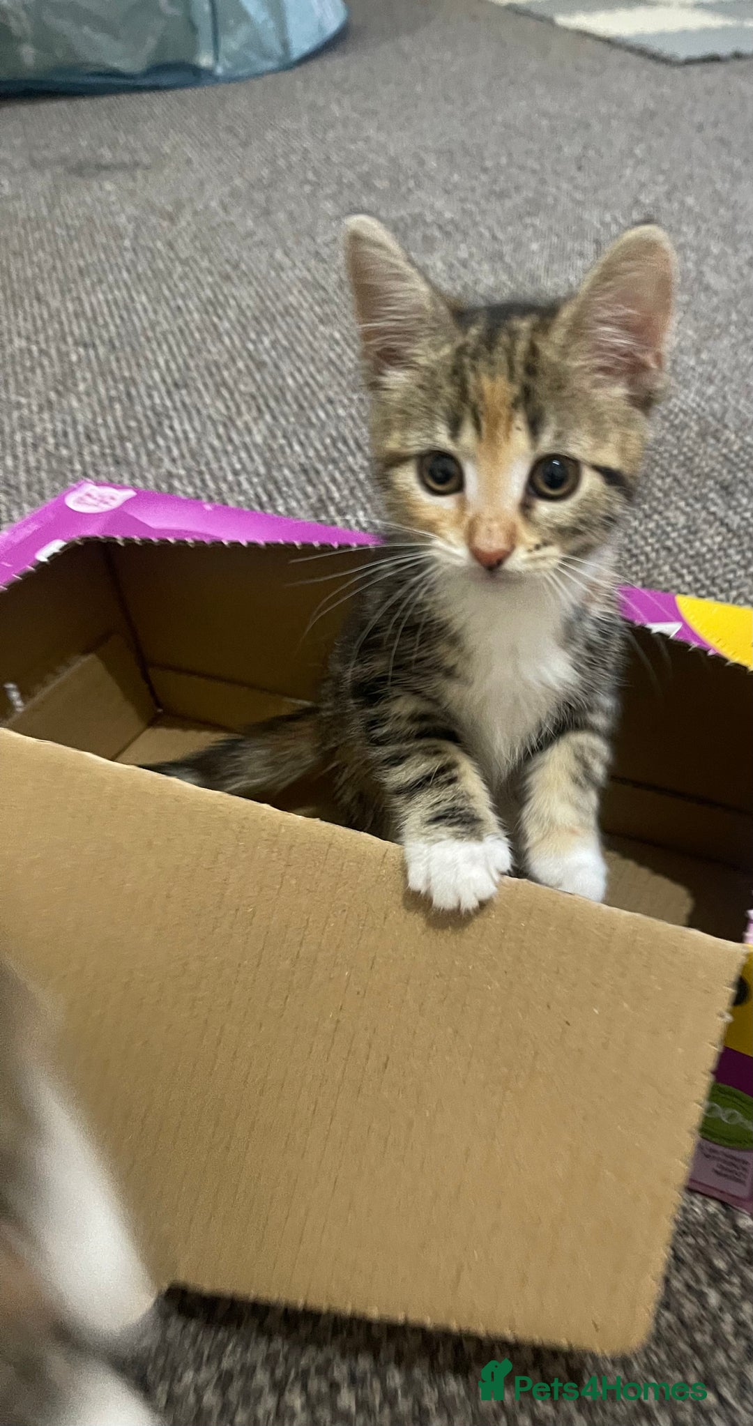 European cats for sale: Adorable kittens for sale  - Image 10