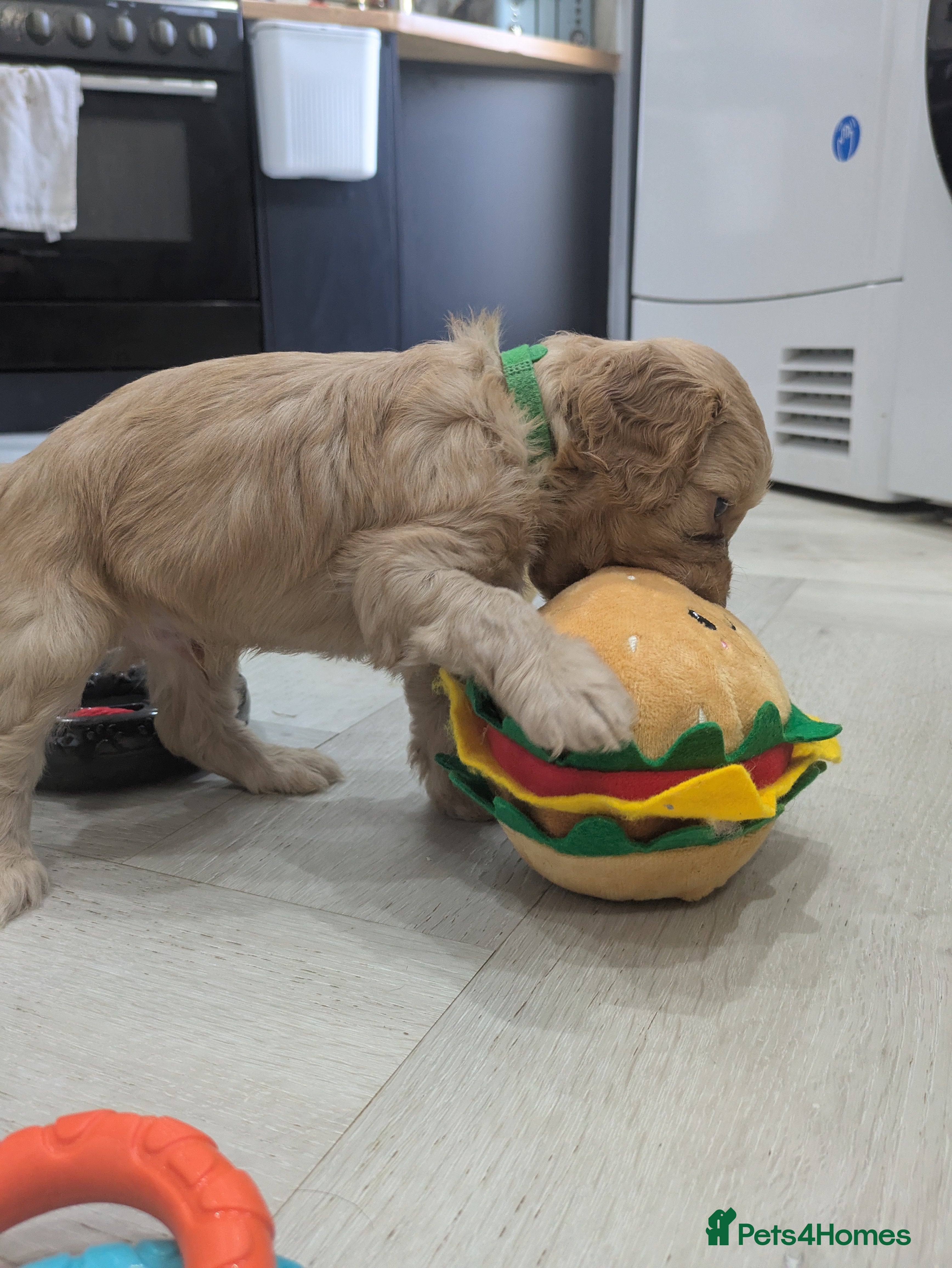 Cockapoo dogs GORGEOUS F1 COCKAPOOS  - Advert 2